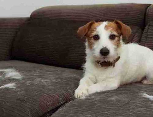 Tips for Pet Owners: Keeping Furniture Clean